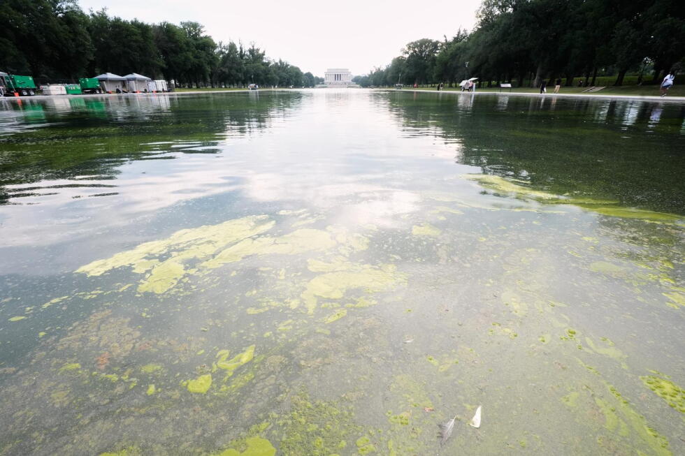 Pool owners react to algae bloom turning Trump’s reflecting pool green - AP News