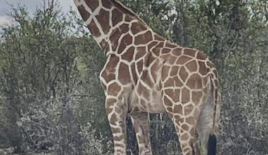 Gracie the giraffe found in Texas after wandering off ranch