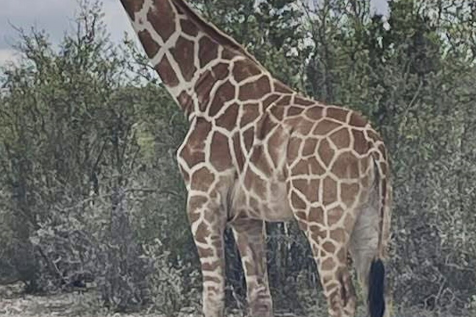 Gracie the giraffe found in Texas after wandering off ranch