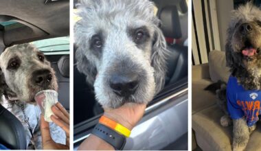 Amid Knicks celebration, LAPD kills family dog in SoCal