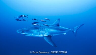 Great white shark captured on video in Mediterranean Sea in "insane" sighting
