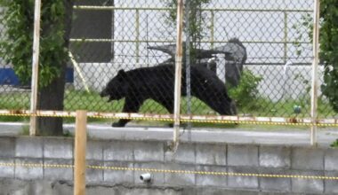 Bear injures 4 people in Japanese residential area as annual number of attacks rises
