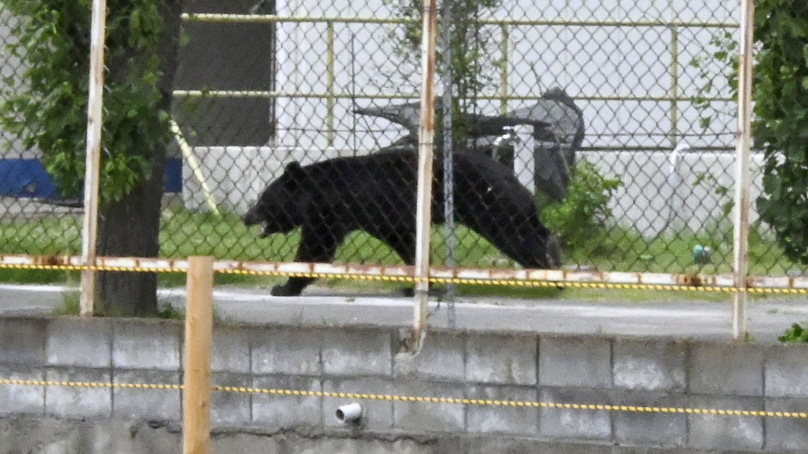 Bear injures 4 people in Japanese residential area as annual number of attacks rises
