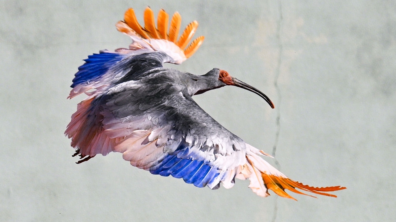 8 crested ibises released in Japan decades after extinction