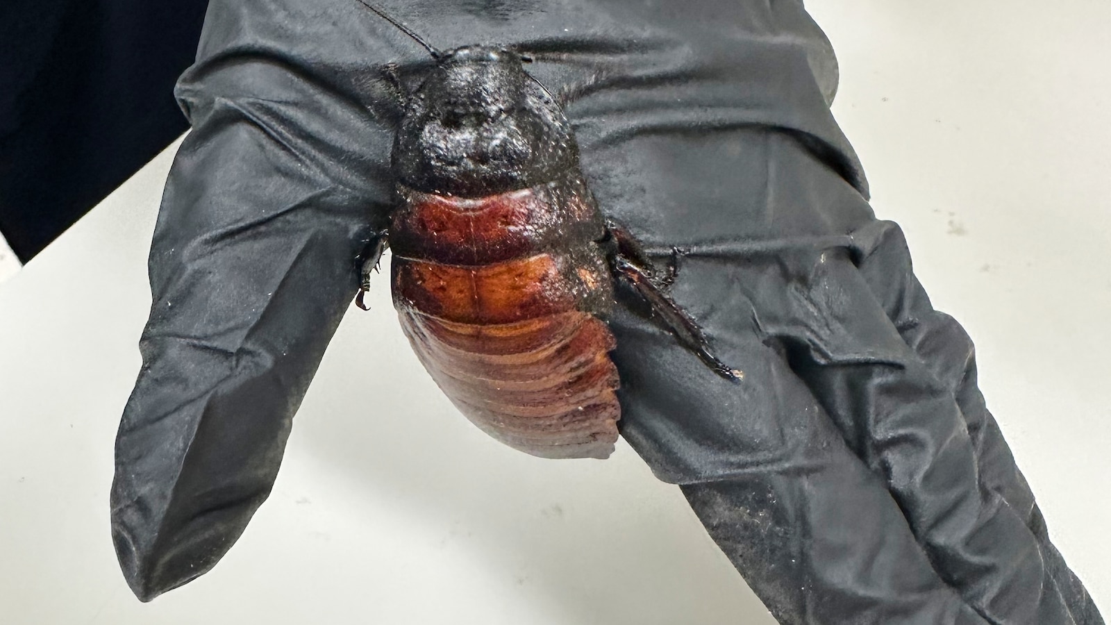 Australian cockroach kingpin caught with 100,000 illegal insects in record bug bust