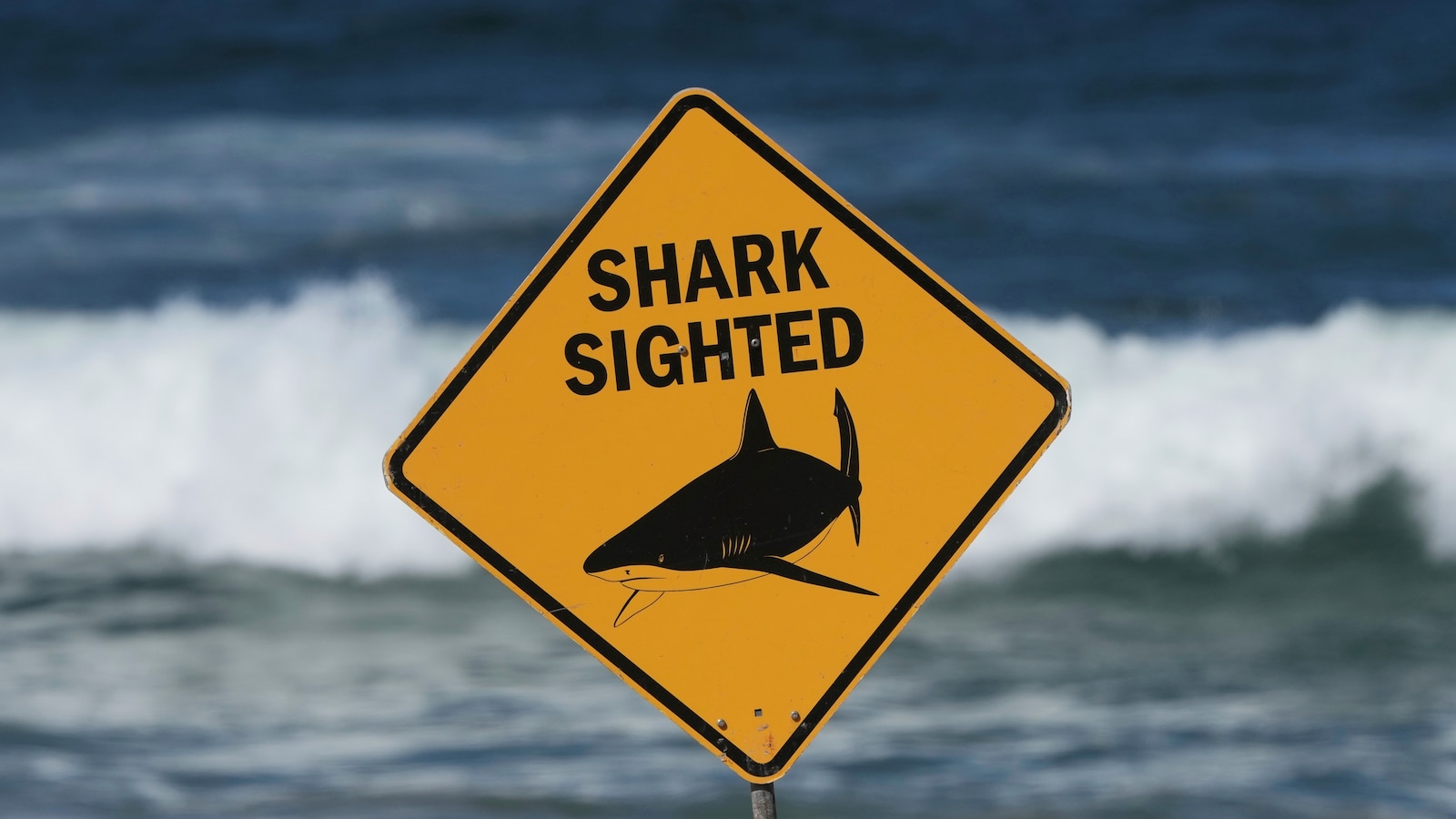 Spearfisher killed in Australia’s third fatal shark attack in four weeks
