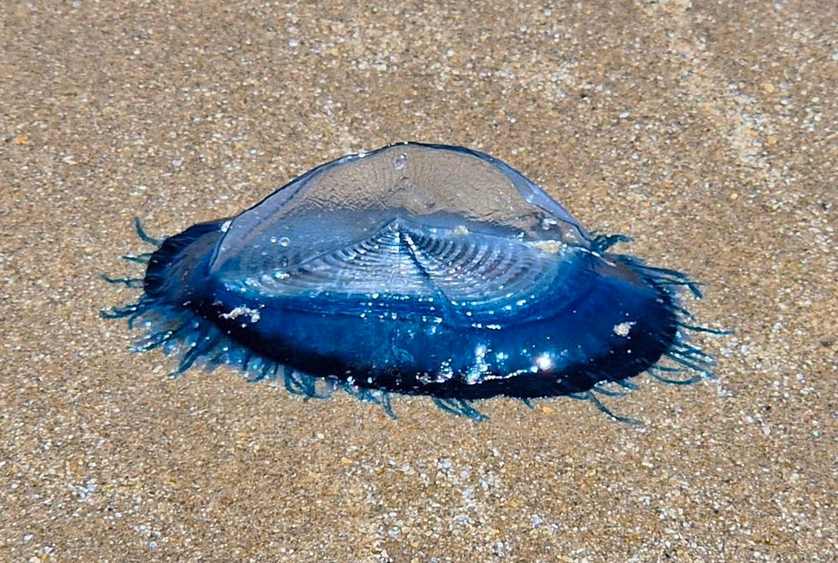 A By-the-wind Sailor washed up near Rhosneigr, Anglesey, in late June