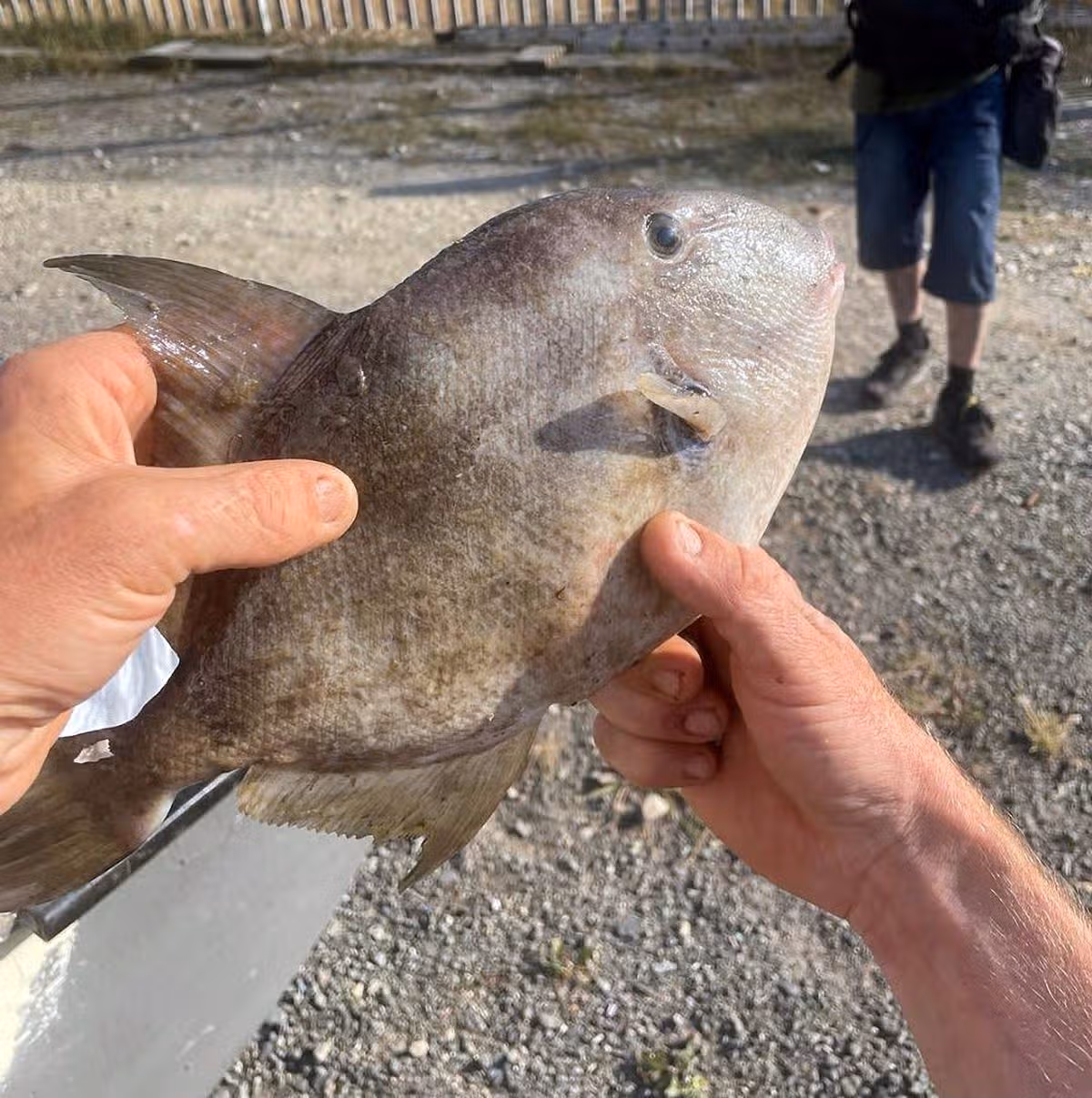 Grey Triggerfish at Porthdafarch caught by crab fishermen off the north coast of Anglesey last week