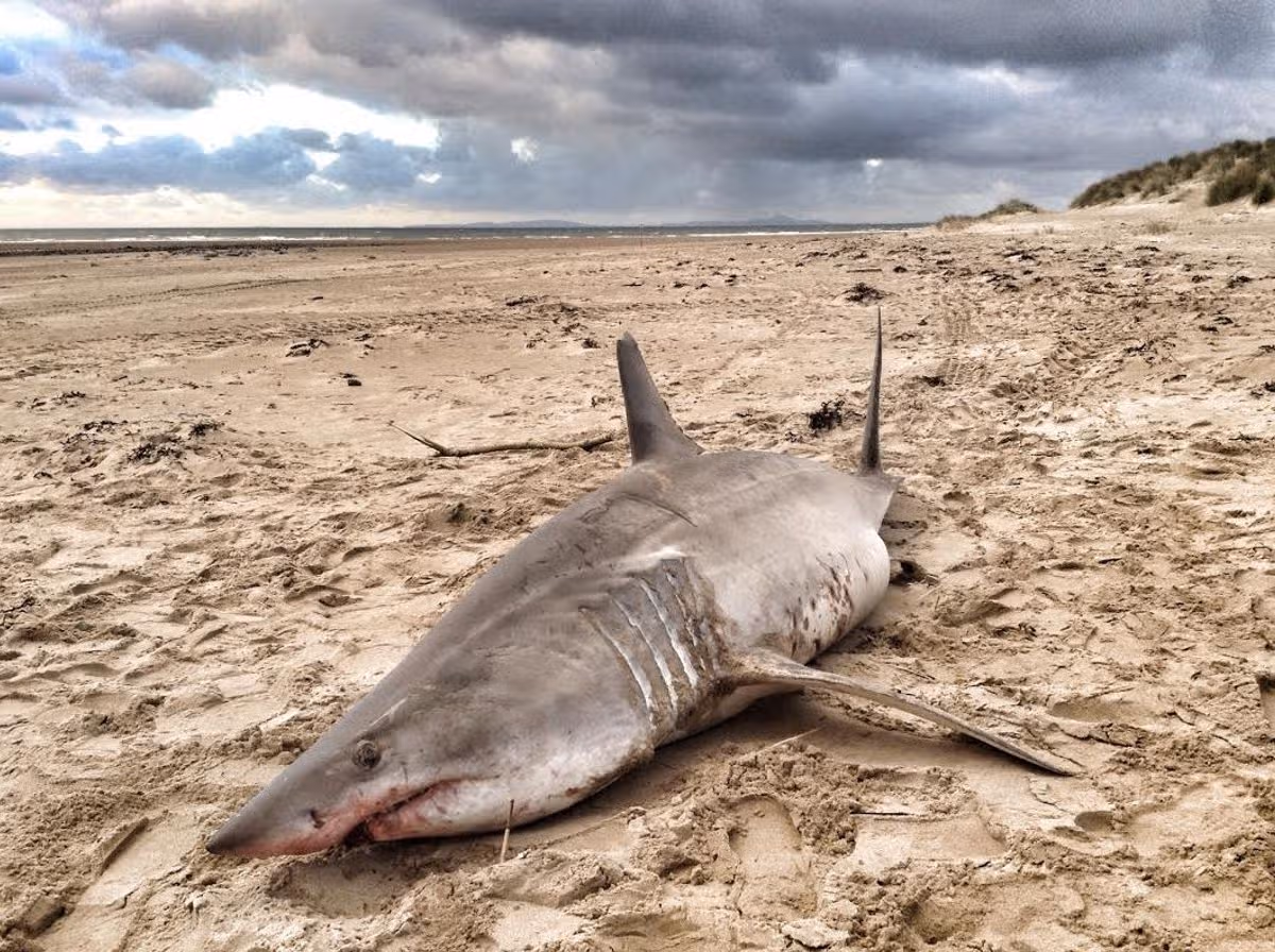A Mako shark washed up on Barmouth beach a few years ago