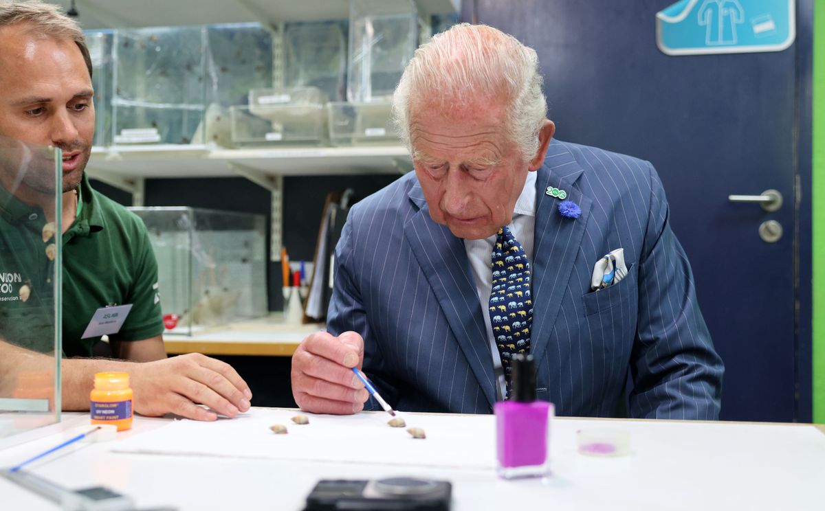 The King marks a snail with 'snail' polish