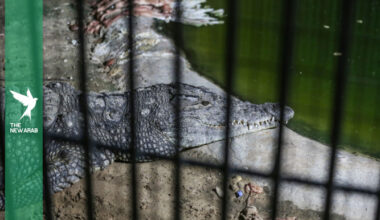 Israel moves to surround prisons with crocodile-filled moats