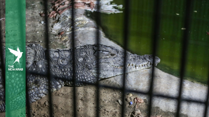 Israel moves to surround prisons with crocodile-filled moats