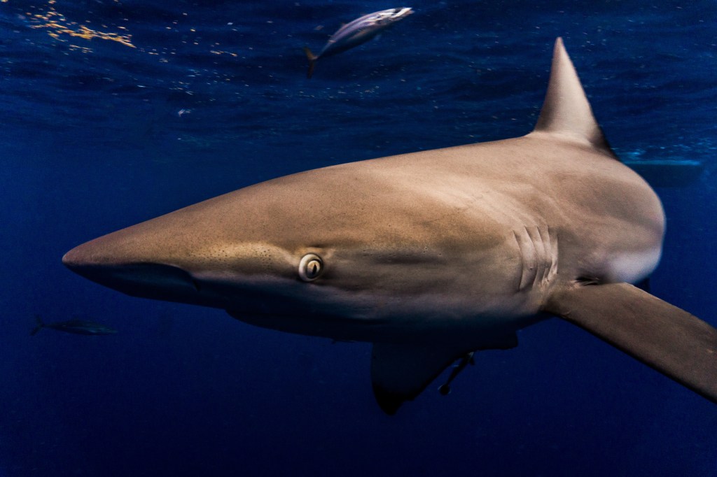 Close-up of a dusky shark underwater, with a small fish in the background.