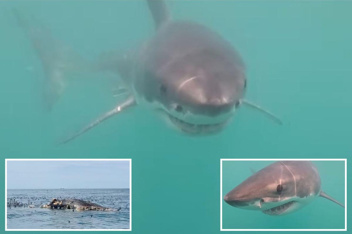 Great white shark filmed feasting in Rhode Island waters
