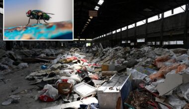 Bolye Heights warehouse food waste could fuel insect-borne disease