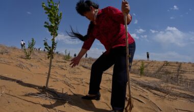 China Hopes 'Straw Checkerboards' Will Keep Desert at Bay