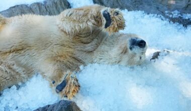 In Prague, They're Putting the Polar Bears on Ice