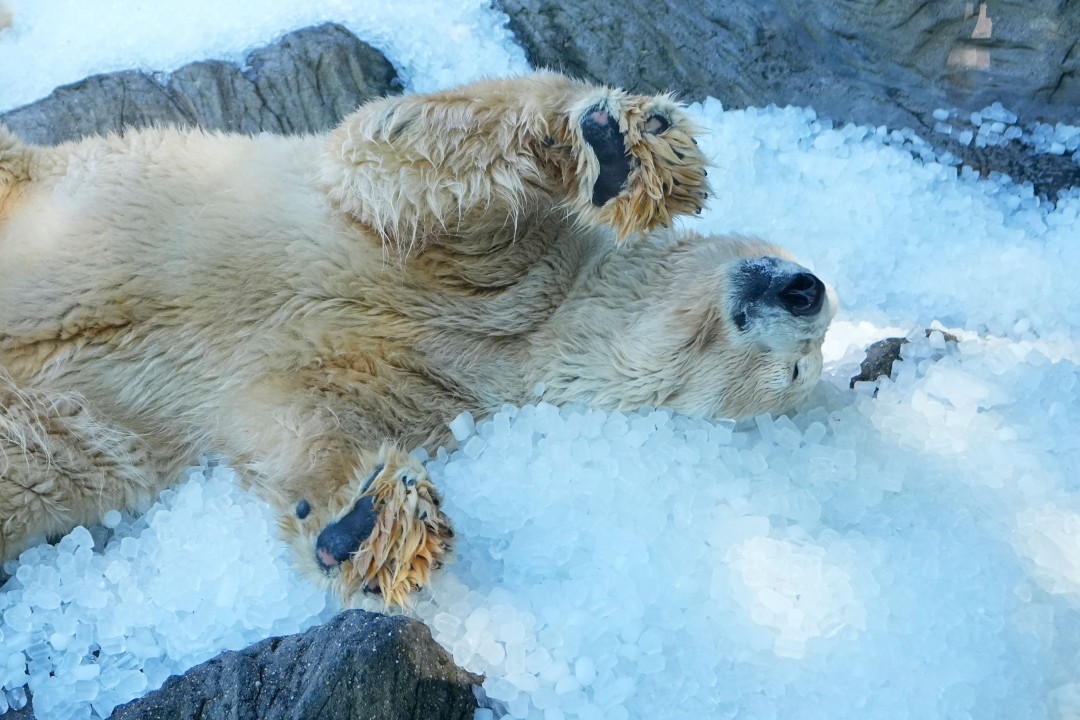 In Prague, They're Putting the Polar Bears on Ice