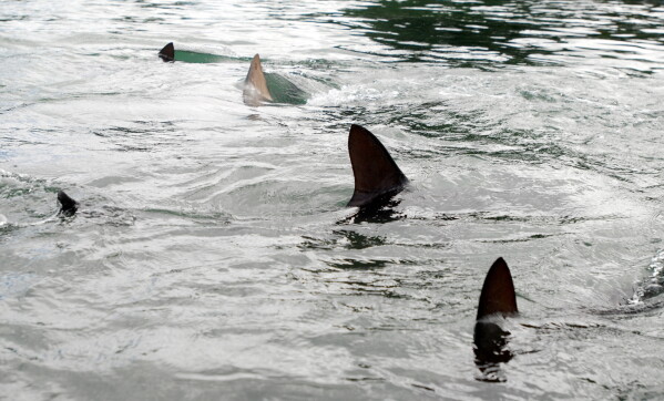 Sand and hammerhead sharks swim in a holding tank at the University of Hawaii's Institute of Marine Biology on Oahu's Coconut Island on Jan. 21, 2016. (AP Photo/Caleb Jones, File)