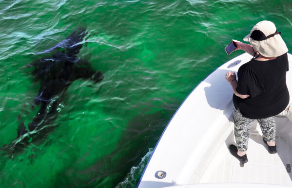 Mindi Moran, of Portland, Maine, watches a great white shark swims past while on shark watch with Dragonfly Sportfishing charters off the Massachusetts' coast of Cape Cod, Aug. 17, 2021. (AP Photo/Charles Krupa, File)