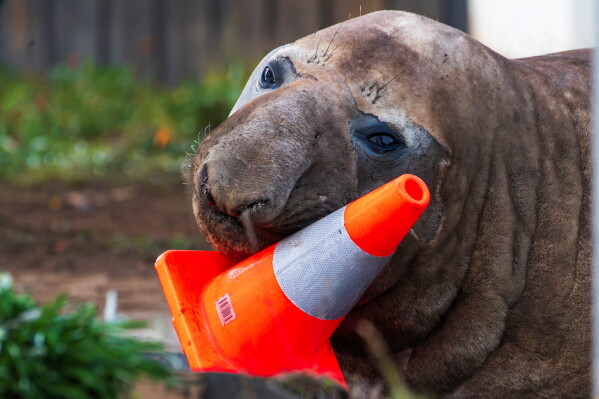 In this photo provided by Sam Volker Photography, Neil the Seal, a 1,000 kg (2,200 pound) elephant seal, plays with a traffic cone in Tasmania, Australia, on June 27, 2026. (Sam Volker Photography via AP)