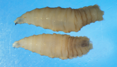 Pet safety tips for the infectious New World Screwworm this summer