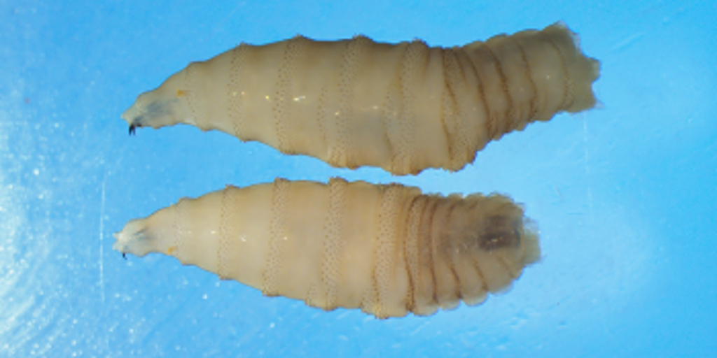 Pet safety tips for the infectious New World Screwworm this summer