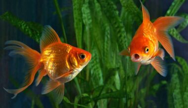 Argentina court recognizes two goldfish as sentient beings with rights