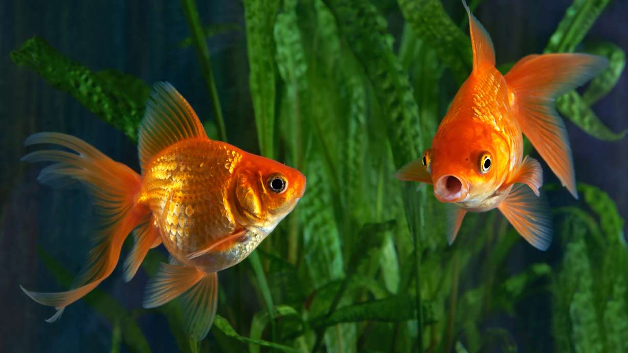 Argentina court recognizes two goldfish as sentient beings with rights