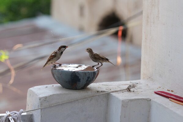 Birds cool off during a heat wave in Banda, northern Indian state of Utter Pradesh, Saturday, June 20 , 2026. (AP Photo/Rajesh Kumar Singh)
