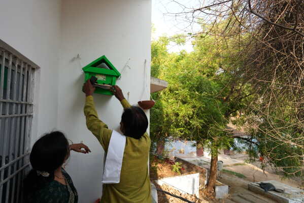 Bird conservationist Shobharam Kashyap installs a wooden birdhouse for sparrows during a heat wave in Banda, northern Indian state of Utter Pradesh, Saturday, June 20, 2026. (AP Photo/Rajesh Kumar Singh)