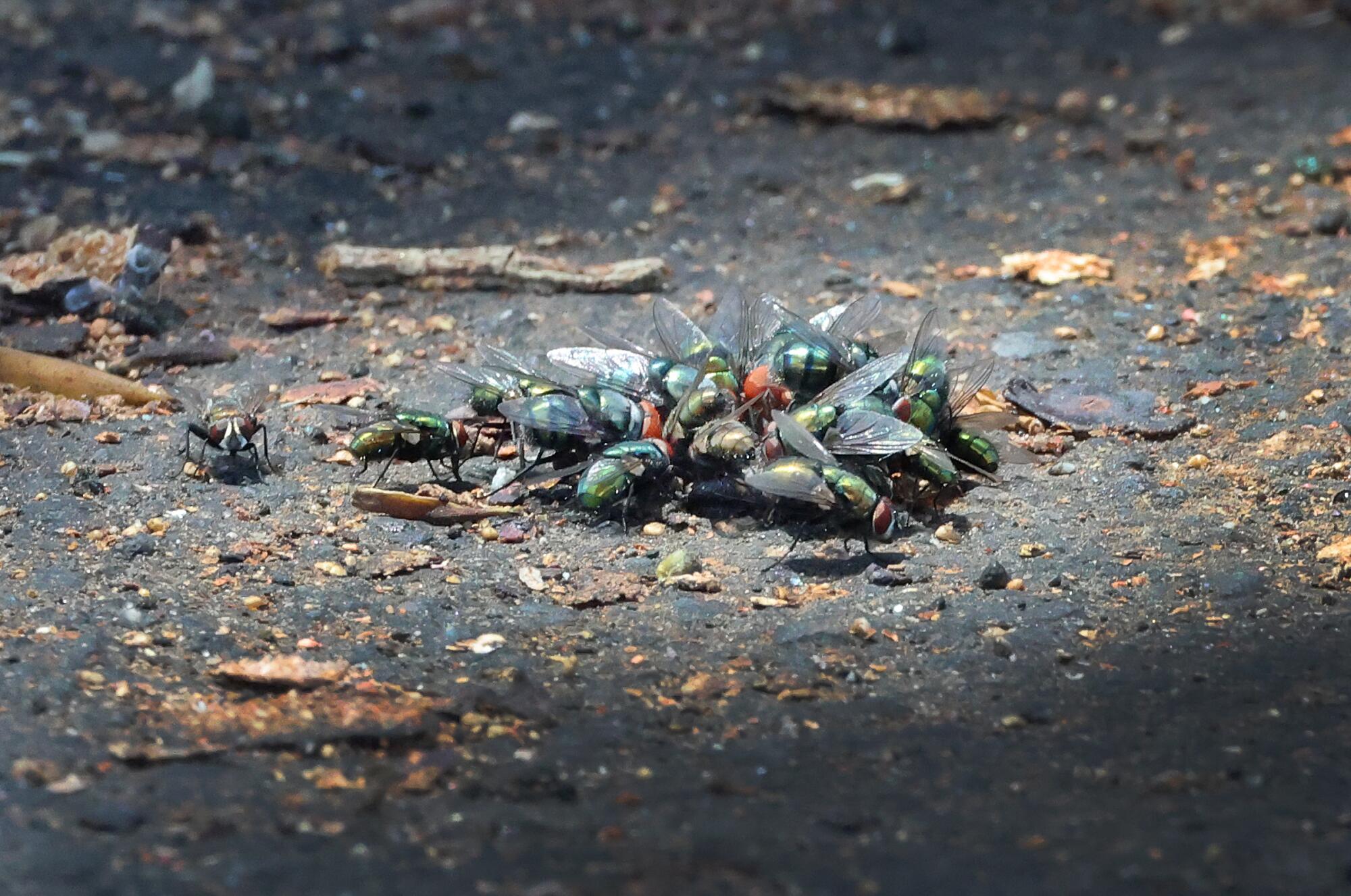 Flies gather around a food source outside a home near the Lineage Logistics warehouse in Boyle Heights.