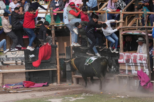 Spectators avoid a charging bull during a traditional Toros Populares festival in Pillaro, Ecuador, Thursday, July 30, 2026. (AP Photo/Dolores Ochoa).