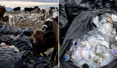 Cattle feeding on hospital waste expose risks at Iran landfill