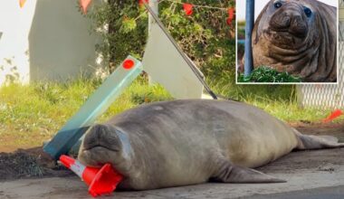 Australian officials ask Neil the Seal fans to respect animal privacy in Tasmania
