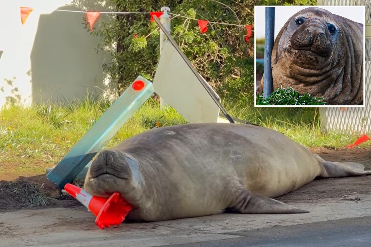 Australian officials ask Neil the Seal fans to respect animal privacy in Tasmania