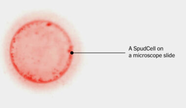 This Cell Feeds, Grows and Reproduces. And It’s Manmade.