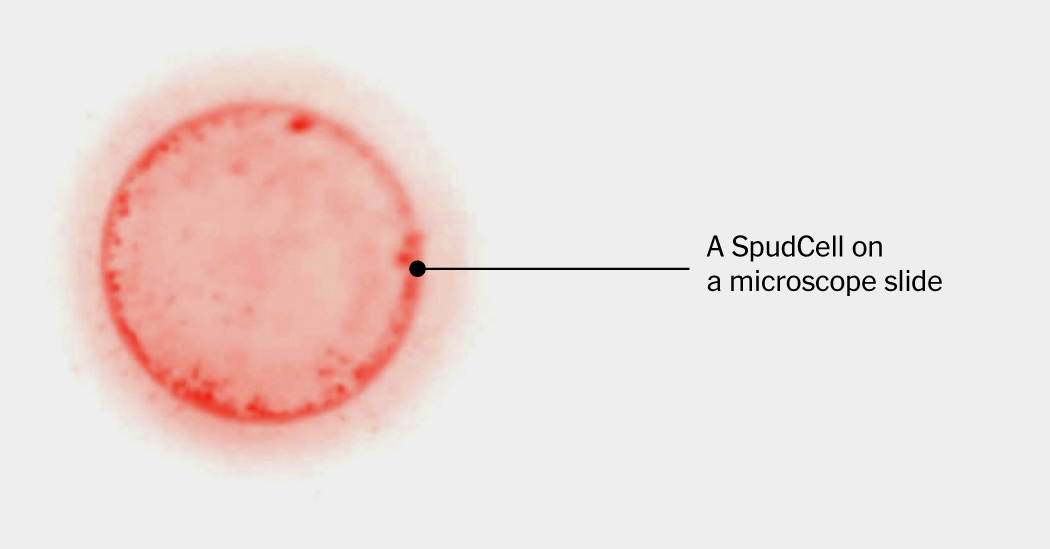 This Cell Feeds, Grows and Reproduces. And It’s Manmade.