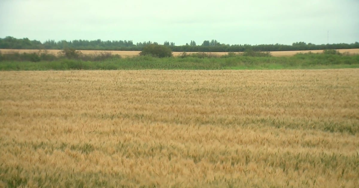 ‘Significant event’: Grain to be exported out of Manitoba’s Port of Churchill for first time since 2020 - CTV News