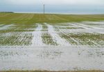flooded field