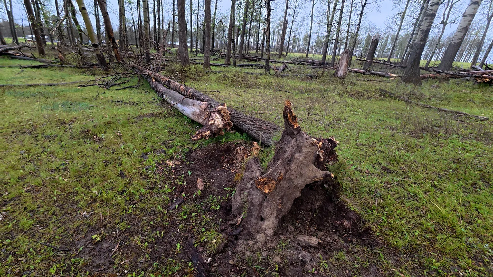 Connor O’Donovan - Clearwater County officials reported at least 92 hectares of trees were downed or damaged by the storm