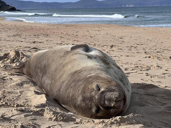 Neil is expected to reach over 3000kg when he is fully grown.