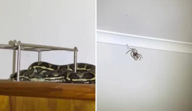 Snake catcher called to bedroom for a python, then spots one of his largest huntsman spiders yet