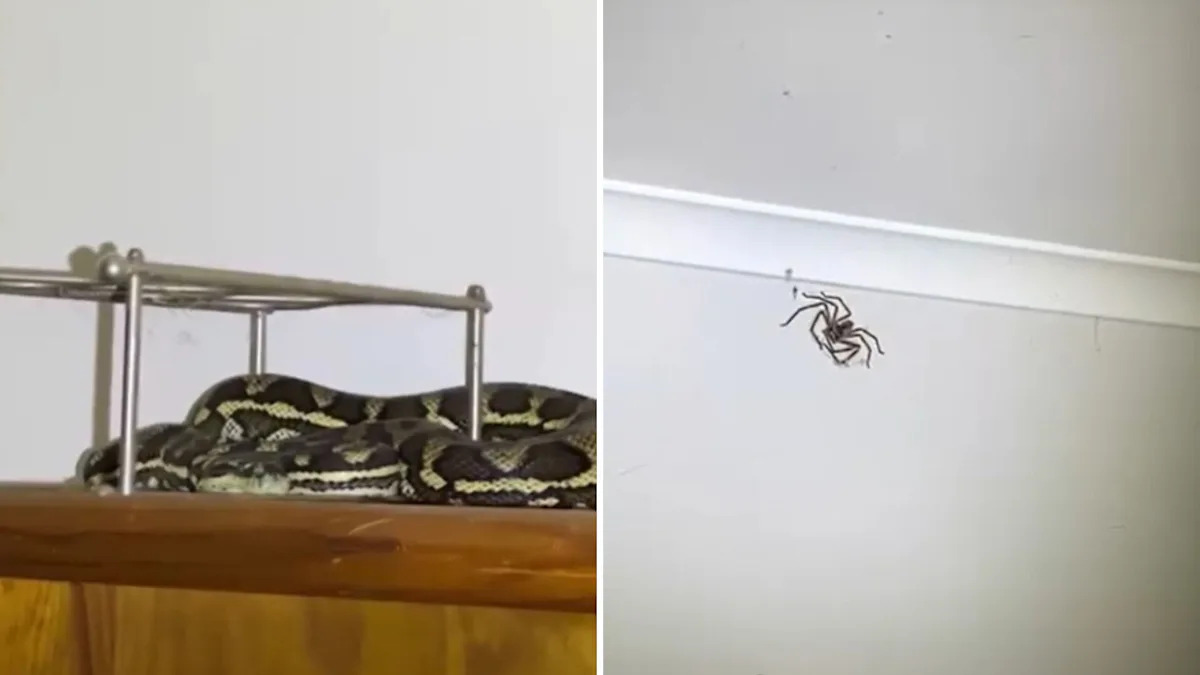 Snake catcher called to bedroom for a python, then spots one of his largest huntsman spiders yet
