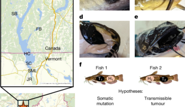 Brown bullhead catfish melanoma represents a novel transmissible cancer