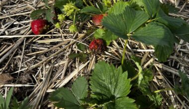 ‘We’ve never seen rain like this’: Manitoba strawberry farm devastated by storms - CTV News