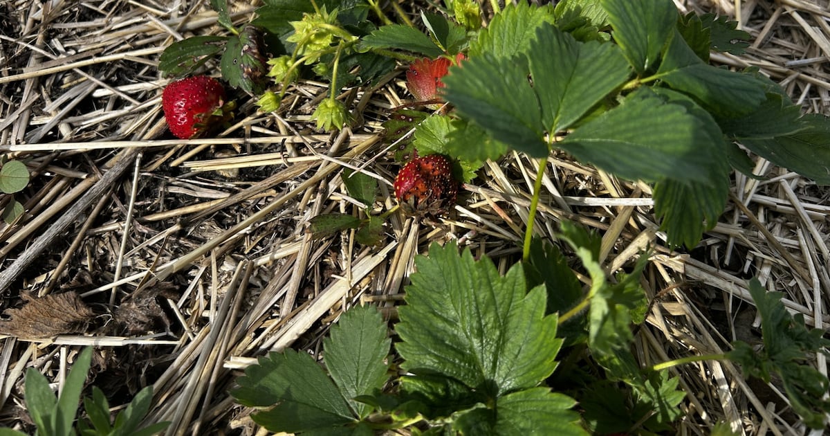 ‘We’ve never seen rain like this’: Manitoba strawberry farm devastated by storms - CTV News
