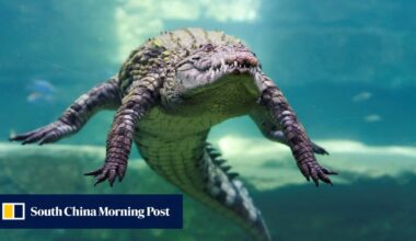 Israeli rule change clears way for using crocodiles to deter prison breaks