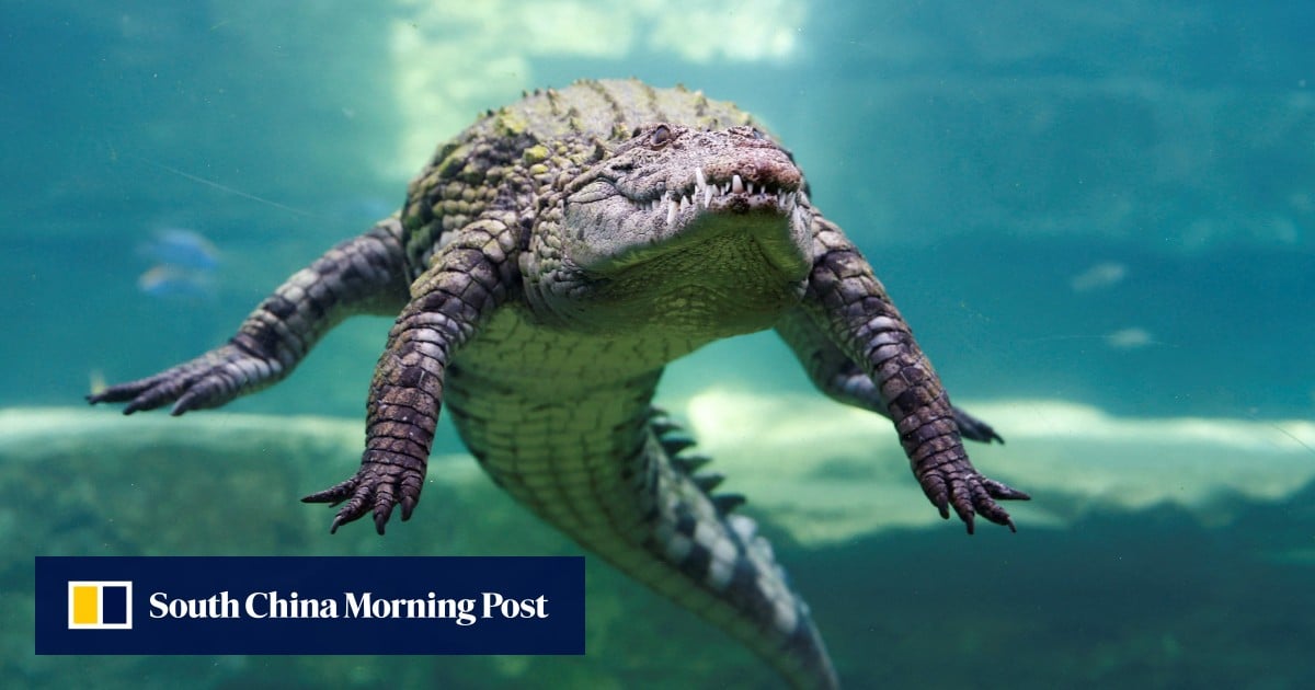 Israeli rule change clears way for using crocodiles to deter prison breaks