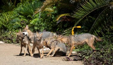 Israel Rabies Cases Soar Hundreds of Percent in Four Years, Health Ministry Warns